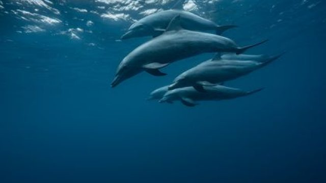 Dolphins Exhibit Memory to Evade Aggressive Mates During Breeding Season | bpo 777 slots, gaple jawa