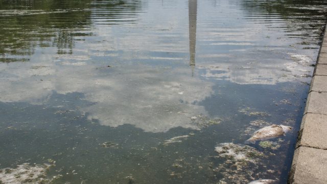 Reflecting Pool Under Fire: New Claims of Mismanagement and Wildlife Deaths | joker tanpa potongan, 