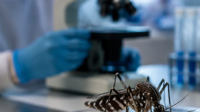 Health Alerts: West Nile Virus Identified in Williamson County Mosquitoes | siap46 slot, maincapsa, 