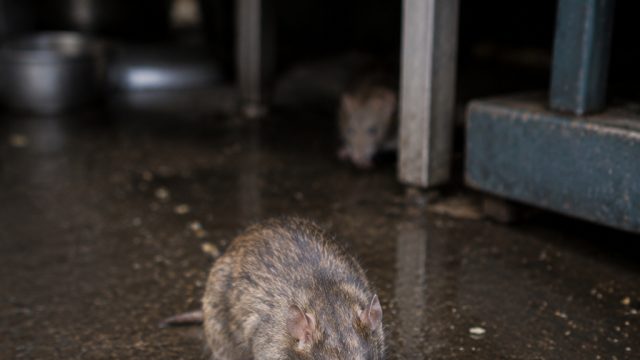 Health Scare: Rats Discovered at Popular Hyderabad Restaurant | terjemahan untitled rex orange count