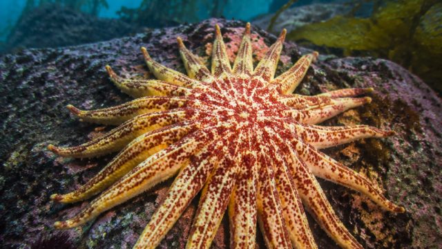 Why the Sunflower Sea Star Deserves Immediate Protection | jaya4dslot, play free slots win real mone