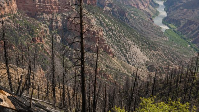 Grand Canyon Resurgence: A Year After the Wildfire's Aftermath