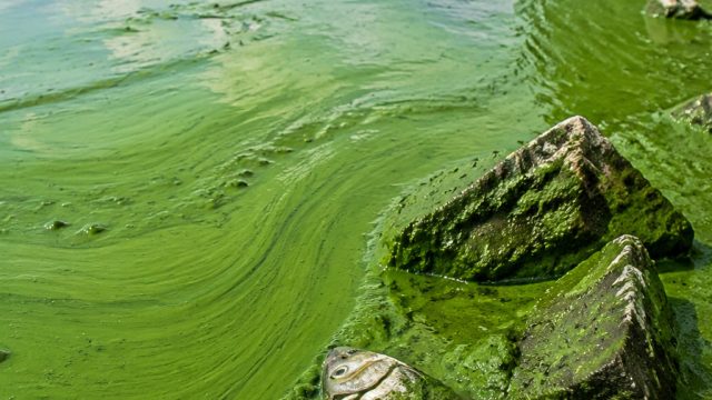 Understanding the Algal Crisis: A Broader Environmental Concern | zeus77, baccarat outlet